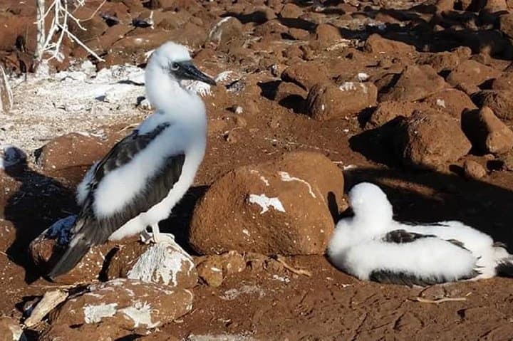 Galapagos 5-Day Hotel-Based Wildlife & Snorkel Tour — San Cristóbal & Santa Cruz photo 3