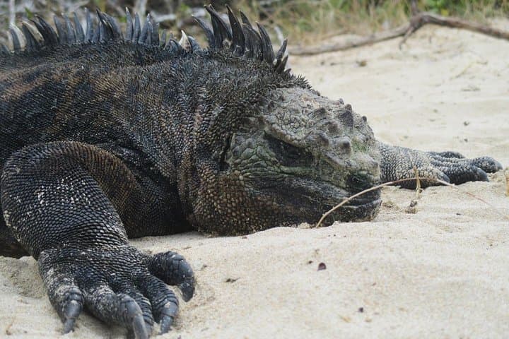 Santa Fe & South Plaza Islands: Galápagos Yacht Day Cruise from Puerto Ayora photo 4