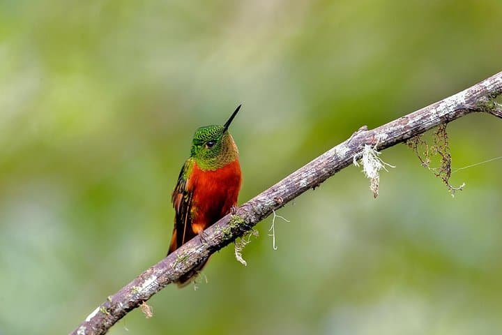 Ecuador Cloud Forest 5-Day Hiking & Birding Tour from Quito photo 5