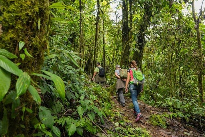Ecuador Cloud Forest 5-Day Hiking & Birding Tour from Quito