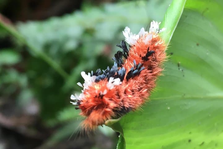 Ecuador Cloud Forest 5-Day Hiking & Birding Tour from Quito photo 3