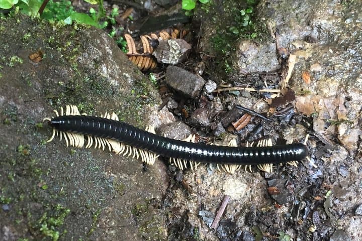Ecuador Cloud Forest 5-Day Hiking & Birding Tour from Quito photo 4