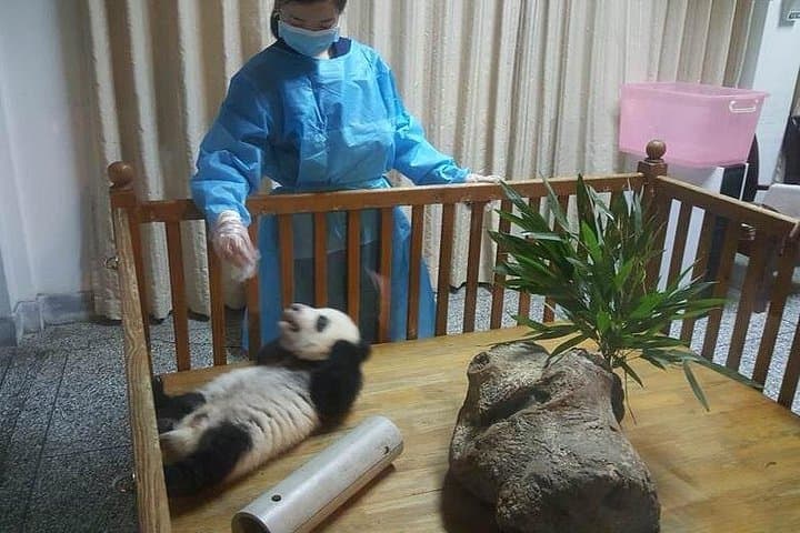 Pandas to Buddha: Chengdu Day Tour to Panda Base and Leshan Giant Buddha photo 3