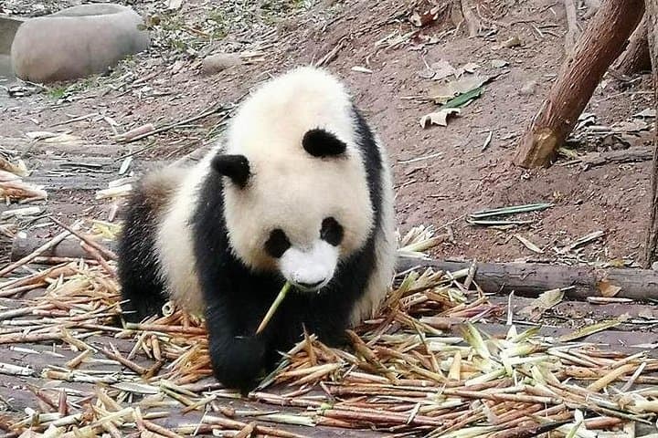 Pandas to Buddha: Chengdu Day Tour to Panda Base and Leshan Giant Buddha photo 4