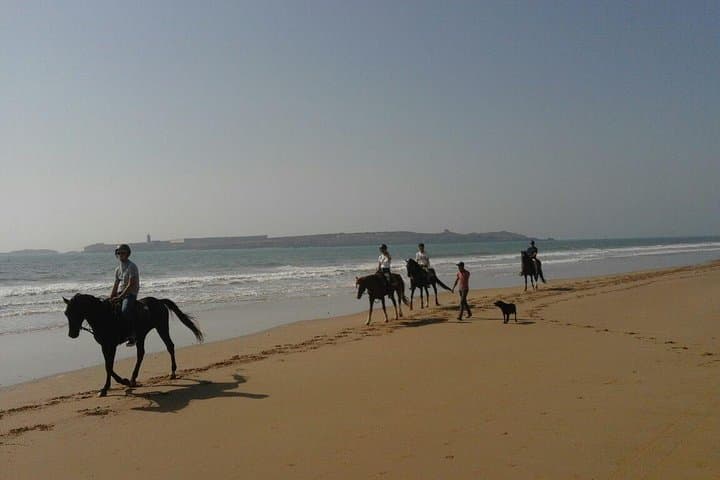Coastal Canter: 1-Hour Horseback Ride on Essaouira’s Diabat Beach