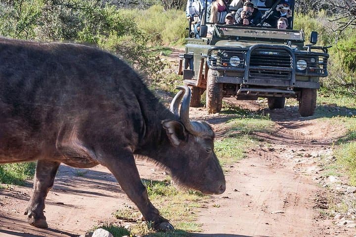 2-Day Western Cape 4x4 Wildlife Safari from Cape Town photo 3
