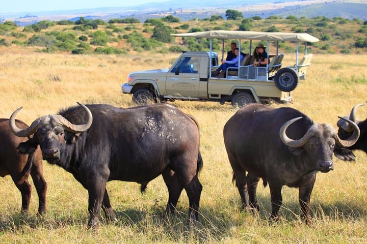 Garden Route Meander: 4-Day Private Safari, Cango Caves & Knysna Lagoon photo 3