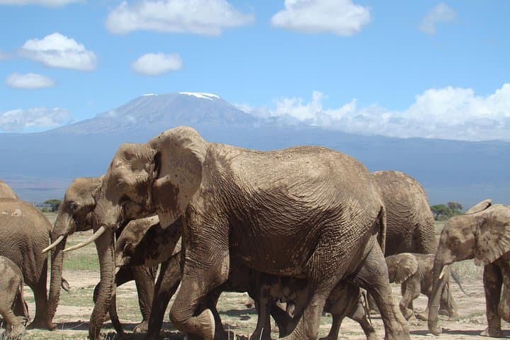Amboseli Safari: 3-Day Big Five Adventure with Kilimanjaro Views from Nairobi photo 3