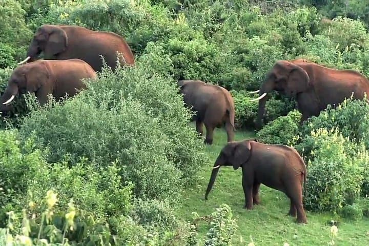 Overnight Aberdares Safari: Waterhole Wildlife Viewing from a Lodge Balcony photo 2