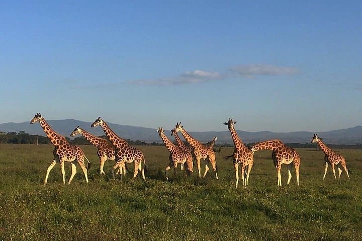 12-Day Kenya & Tanzania Luxury Lodge Safari from Nairobi