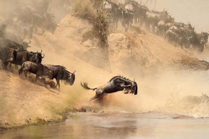 3-Day Maasai Mara Safari from Nairobi — Budget & Luxury Options photo 5