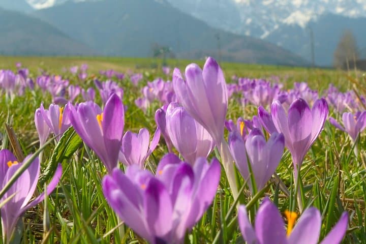 Gubałówka Funicular & Zakopane Day Tour from Krakow — Tatras Views and Highland Culture photo 6