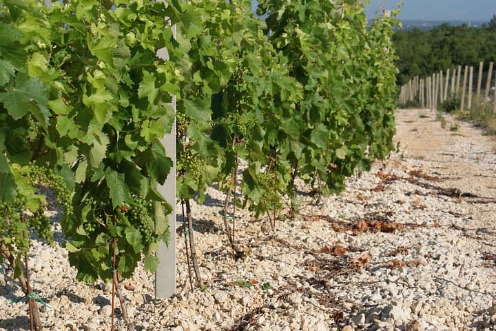 Herzegovina Wine Tour: Zilavka & Blatina Tastings from Mostar photo 4