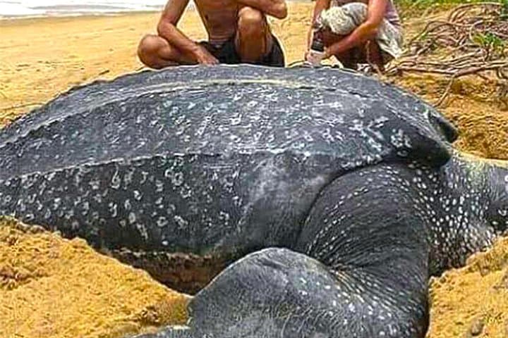 Sukamade Turtle Beach Tour: Night Nesting and Baby Turtle Release in Meru Betiri photo 5