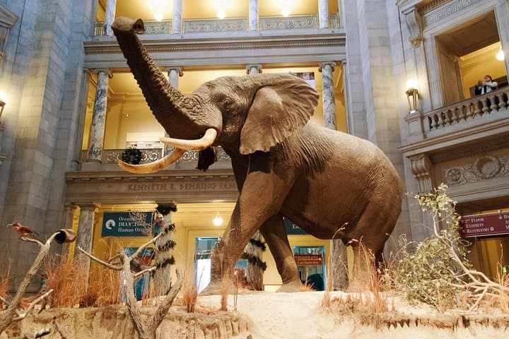 Smithsonian National Museum of Natural History Small-Group Tour: Highlights & Practical Guide