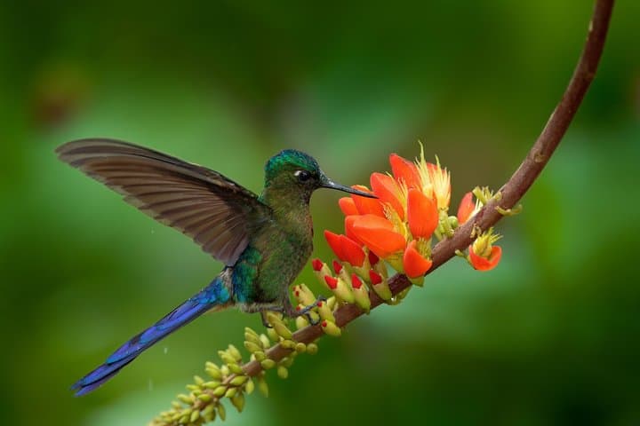 Birdwatching in Chicaque Cloud Forest: Full-Day Birding from Bogotá photo 3