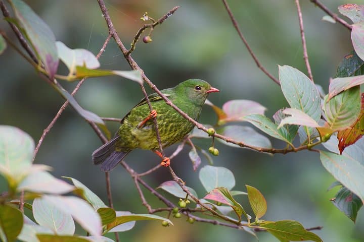 Birdwatching in Chicaque Cloud Forest: Full-Day Birding from Bogotá photo 5