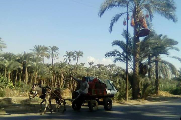 Live Like a Farmer: Egypt Countryside Rural Life Day Tour from Giza photo 1