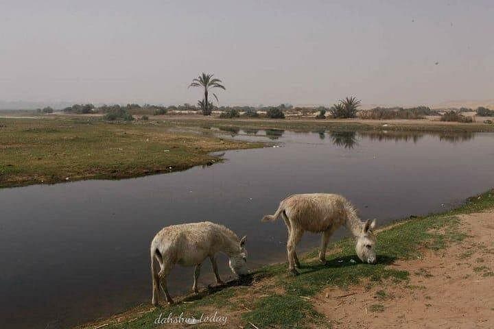 Live Like a Farmer: Egypt Countryside Rural Life Day Tour from Giza photo 3