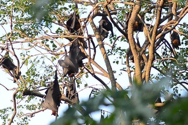 Day Trip to Wat Saman and the Bat Temple: Chachoengsao's Riverfront Wonders