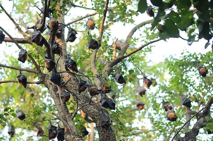 Day Trip to Wat Saman and the Bat Temple: Chachoengsao's Riverfront Wonders photo 3