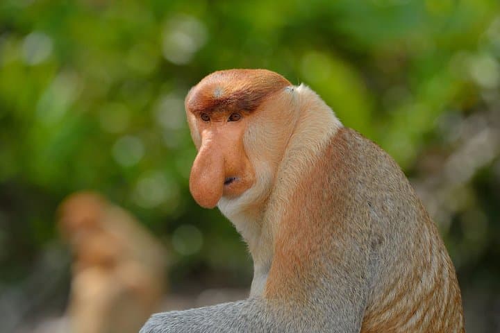 Sepilok & Labuk Bay Day Tour — Orangutans, Proboscis Monkeys and Sun Bears in Sandakan photo 1