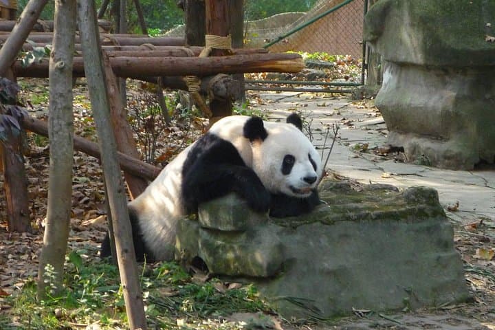 Chengdu to Emei & Leshan: 3-Night Private Sichuan Tour with Pandas and Giant Buddha photo 1
