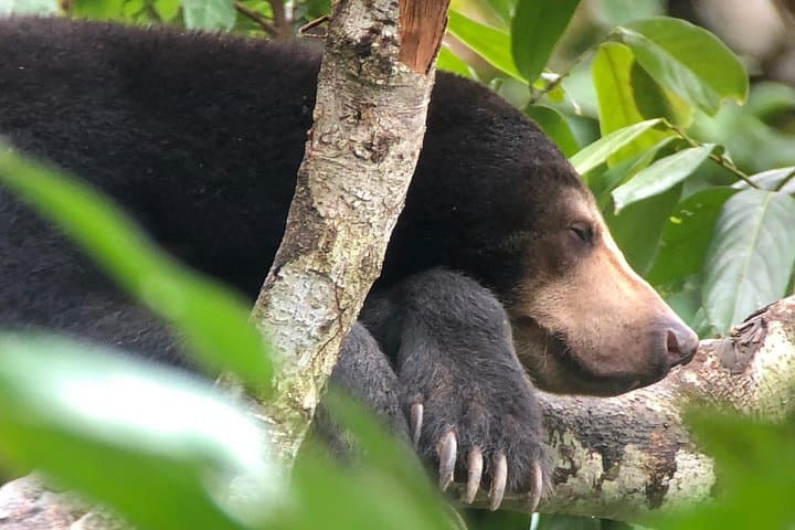 Sepilok & Labuk Bay Day Tour — Orangutans, Proboscis Monkeys and Sun Bears in Sandakan photo 3