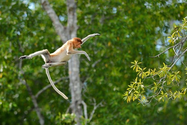 Sepilok & Labuk Bay Day Tour — Orangutans, Proboscis Monkeys and Sun Bears in Sandakan photo 4