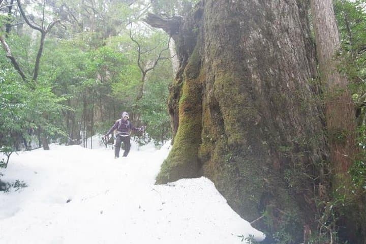 Tenchu-seki Granite Obelisk Trek on Yakushima — Full-Day Ancient Cedar Forest Ascent photo 2