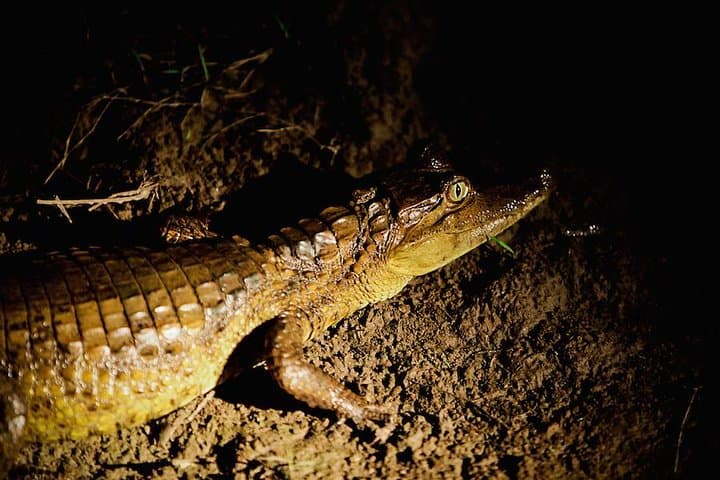 Manaus Night Caiman Spotting: Amazon Night-Boat Wildlife Tour photo 4