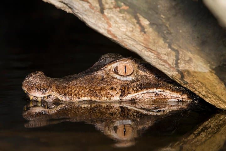 Manaus Night Caiman Spotting: Amazon Night-Boat Wildlife Tour