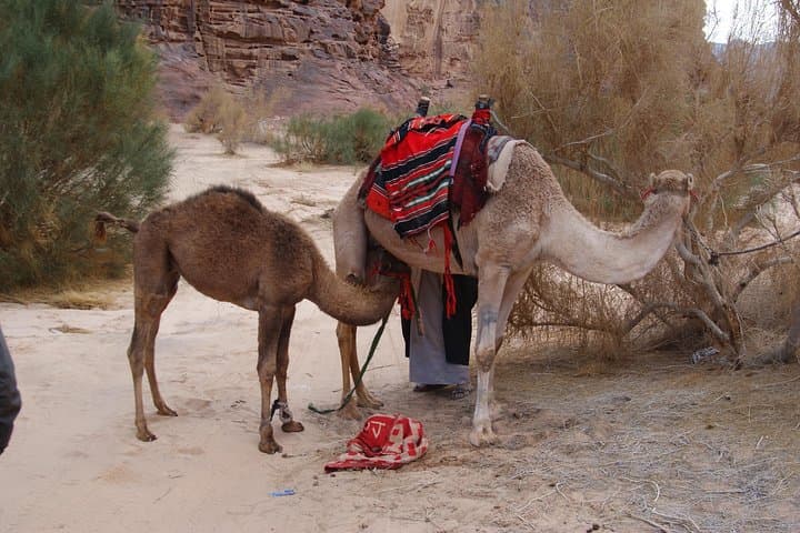 One-Day Petra and Wadi Rum Adventure from Aqaba — Siq, Treasury & Desert Jeep photo 4