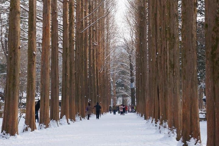 Nami Island to Elysian: A Private Seoul Day Trip with Beginner Ski Lesson photo 6