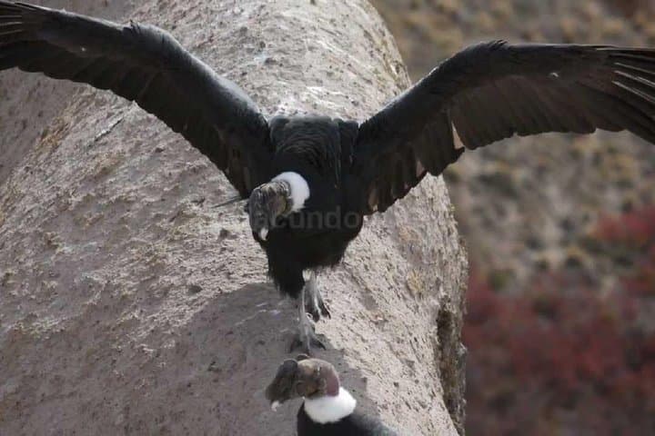 Antisana Volcano Private Tour: Condor Watching & Andean Páramo Day Trip from Quito photo 2