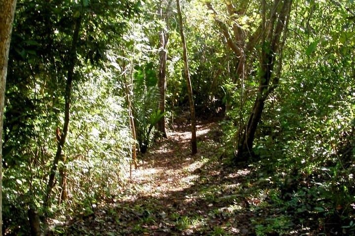 Samara Trails: Guided Hike Through Werner Sauter Biological Reserve photo 2