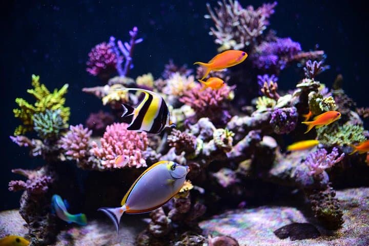 Hurghada Grand Aquarium — Red Sea in Glass: Visitor Guide & Tickets photo 1