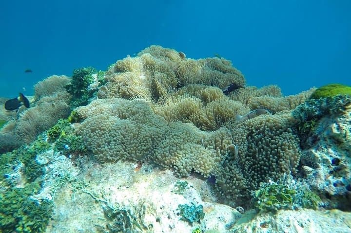 Similan Islands Day Trip by Speedboat from Phuket — Snorkel Pristine Reefs & White Sand photo 2