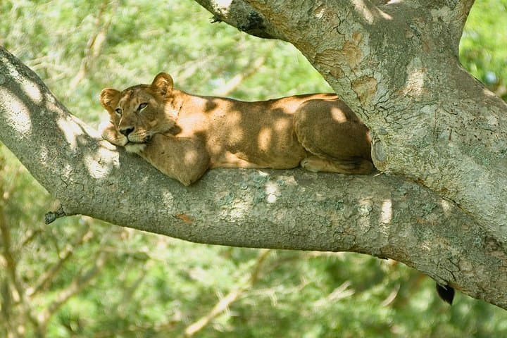 2-Day Queen Elizabeth National Park Safari & Kazinga Channel Cruise photo 2