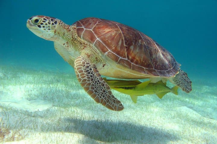 Half-Day Sea Turtle & Cenote Snorkeling Adventure from Cancun