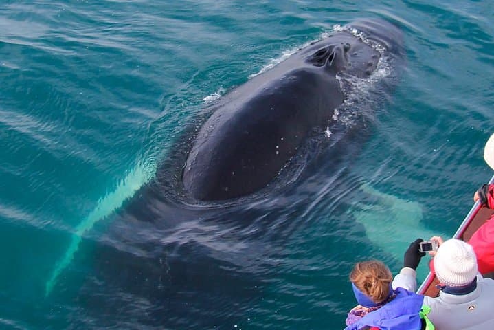 Whale Watching from Árskógssandur: Traditional Oak Boat Tours in Eyjafjörður photo 6
