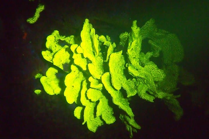 Fluorescent Night Dive in Aruba: Hole in the Wall 1‑Tank Experience