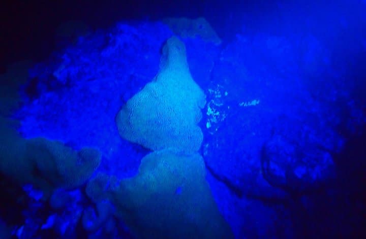 Aruba Fluorescent Night Dive at The Hole in the Wall — 1‑Tank Guided UV Dive