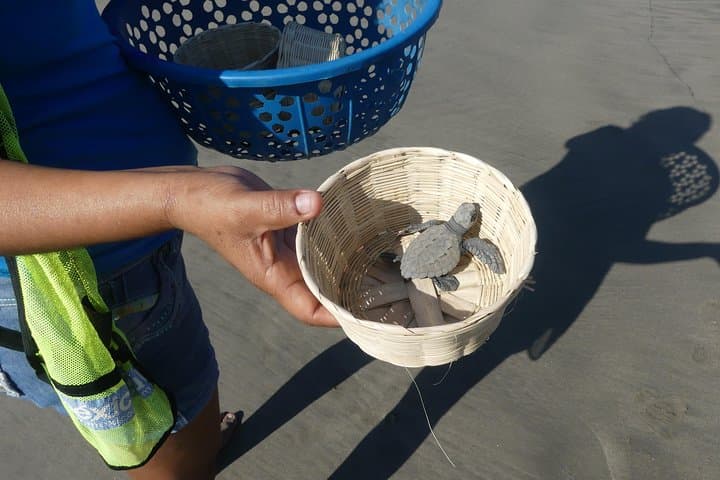 Acapulco Horseback Ride & Baby Turtle Release at Afro-Mex Village photo 2