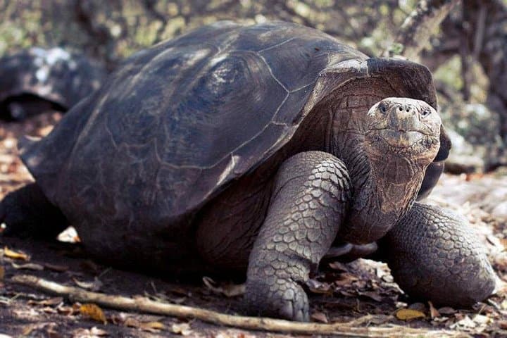 Galapagos Enchanting 3 Islands: 5-Day Wildlife & Snorkel Journey from Puerto Ayora photo 4