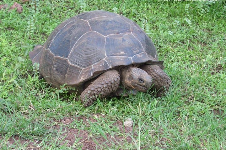 Galapagos Surprising: 4-Day Santa Cruz & Isabela Island Adventure photo 3