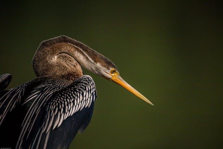 Bharatpur Birdwatching & Keoladeo Safari: Full-Day Wildlife Tour from Delhi photo 4