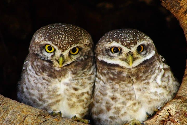 Bharatpur Birdwatching & Keoladeo Safari: Full-Day Wildlife Tour from Delhi photo 5