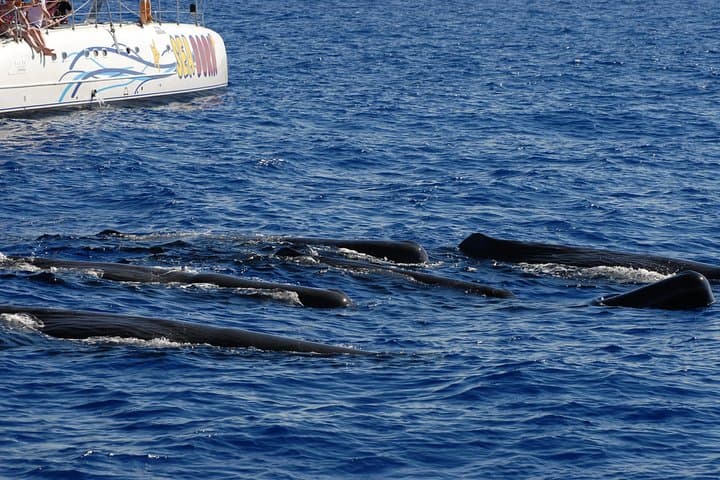 Madeira Catamaran Dolphin & Whale Watching from Funchal