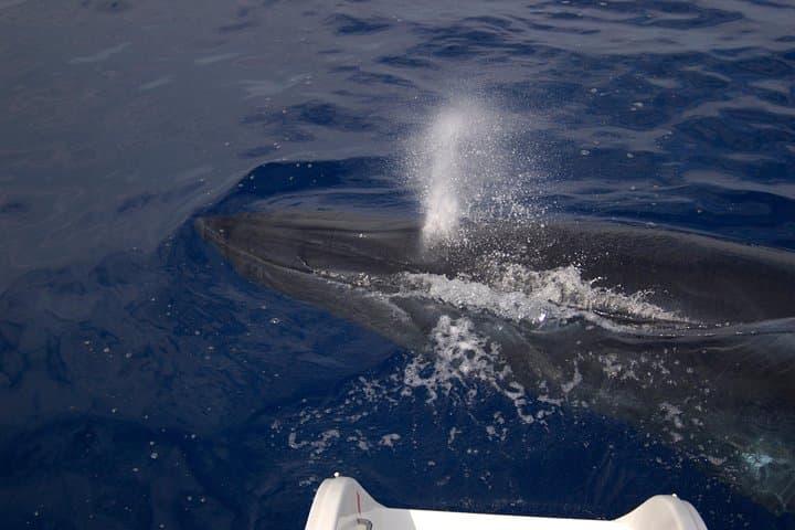 Madeira Catamaran Dolphin & Whale Watching from Funchal photo 2